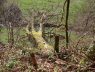 Natürliche Brücke im Leinbachtal