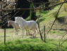 Pferde im Leinbachtal